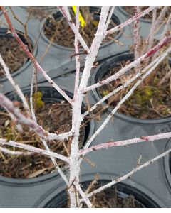 Rubus thibetanus 'Silver Fern' / Ronce du Tibet