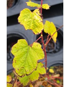 Rubus penduliflorus / Ronce du Yunnan