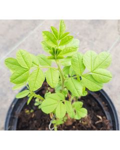 Glycyrrhiza glabra / Réglisse glabre