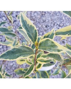 Ligustrum japonicum COLOMBINE® 'Briquinze' / Troène du Japon panaché blanc