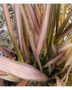 Phormium cookianum 'Flamingo' / Lin de Nouvelle-Zélande nain coloré