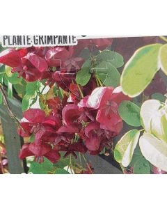 Akebia quinata / Akébie à cinq feuilles 