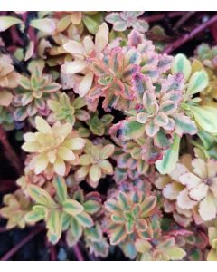 Sedum kamtchaticum 'The Edge' / Orpin panaché