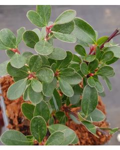 Arctostaphylos uva-ursi 'Vancouver Jade' / Raisin des Ours