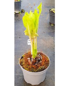 Cardiocrinum giganteum / Lis géant de l'Himalaya