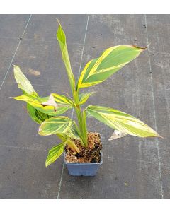 Alpinia zerumbet 'Variegata' / Gingembre coquille panaché