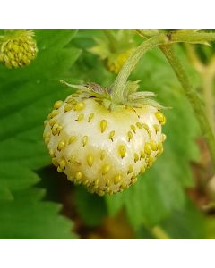 Fragaria alpina Yellow Wonder' / Fraisier des Alpes 