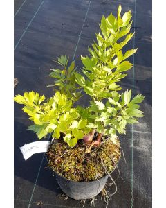 Levisticum officinale / Livèche officinale