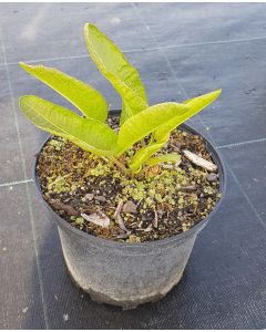 Armoracia rusticana / Raifort