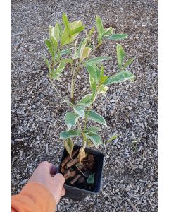 Osmanthus fragrans 'Variegata' (De greffe) / Osmanthe parfumée panachée