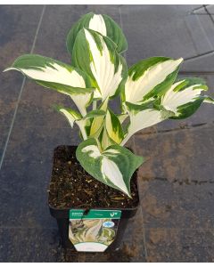 Hosta x 'Fire and Ice' / Lis plantain