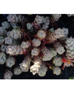 Sedum spathulifolium 'Cape Blanco' / Orpin de printemps