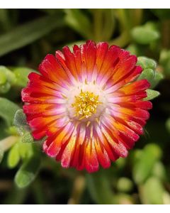 Delosperma JEWEL OF DESERT® GRENADE® 'Dsaa131' / Pourpier vivace