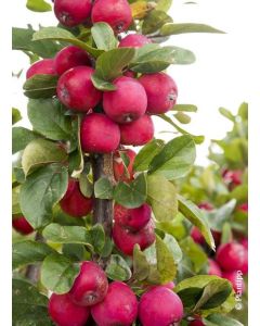 Malus transitoria APPLETINI® ‘Gulliver’® / Pommier d'ornement