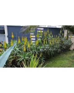 Aloe striatula / Aloiampelos striatula