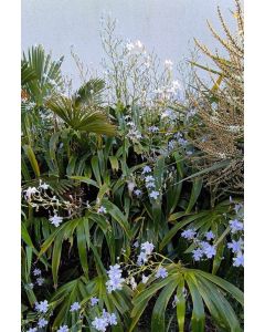 Iris confusa / Iris bambou