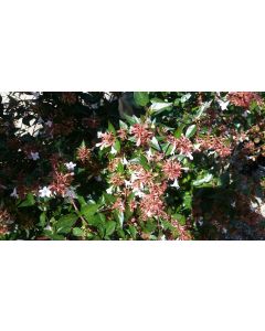 Abelia X grandiflora / Abelie à grandes fleurs