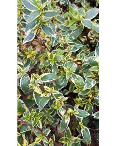 Abelia X grandiflora STEREDENN 'Levabes' / Abelie à grandes fleurs naine panaché