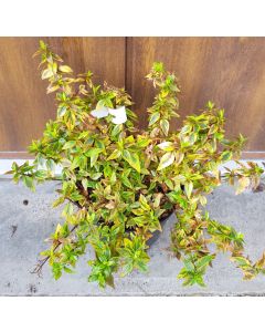Abelia x grandiflora SUNSHINE DAYDREAM 'Abelops' / Abelie naine panaché