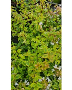 Abelia X grandiflora 'Kaleidoscope' / Abelie à grandes fleurs naine panaché