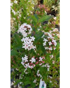 Abelia mosanensis 'Monia' / Abelie parfumée