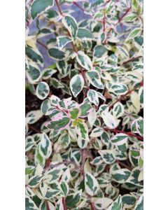 Abelia X grandiflora LUCKY LOTS® 'Wevo1' / Abelie panaché
