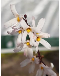 Abeliophyllum distichum / Forsythia de Corée