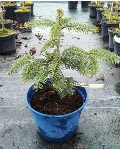 Abies bornmulleriana / Sapin de Bornmuller