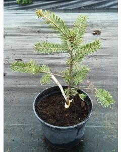 Abies grandis / Sapin de Vancouver