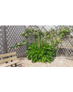 Acanthus mollis / Acanthe à feuilles molles