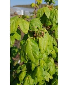 Acer campestre / Erable champêtre