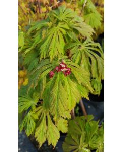Acer japonicum 'Aconitifolium' / Erable du Japon à feuilles d'Aconit