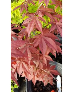 Acer palmatum 'Atropurpureum' / Erable du Japon pourpre
