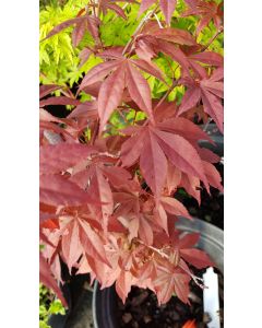 Acer palmatum 'Atropurpureum' (De bouture) / Erable du Japon pourpre