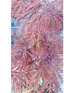 Acer palmatum 'Bloodgood' / Erable du Japon pourpre