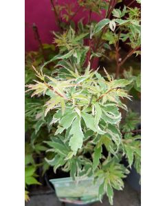 Acer palmatum 'Butterfly' / Erable du Japon