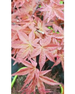 Acer palmatum 'Deshojo' / Erable du Japon