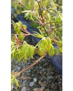 Acer palmatum dissectum 'Shinonome' / Erable du Japon