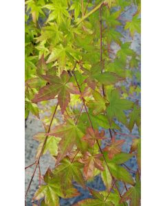Acer palmatum / Erable du Japon