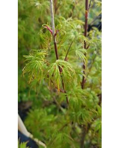 Acer palmatum 'Seiryu' / Erable du Japon
