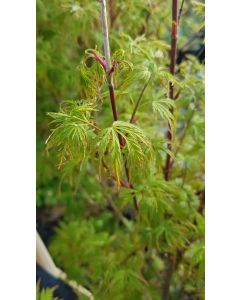 Acer palmatum 'Seiryu' (De bouture) / Erable du Japon