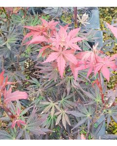 Acer palmatum 'Trompenburg' / Erable du Japon