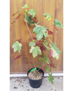 Acer pseudoplatanus (De Type) 'Foliis Atropurpureis Argenteo' (De semis)