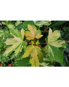 Acer pseudoplatanus (De Type) 'Simon Louis Frères' (De semis)