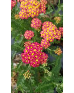 Achillea millefolium MILLY ROCK™ RED 'Florachre1' / Achillée millefeuille