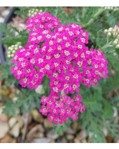 Achillea millefolium MILLY ROCK™ ROSE 'Florachro1' / Achillée millefeuille