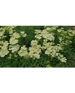 Achillea millefolium subsp millefolium / Achillée millefeuille