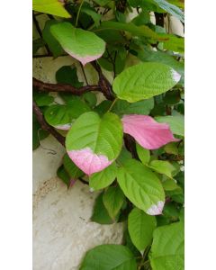 Actinidia kolomikta 'Sentyabraskaya' / Kiwi arctique (Femelle)