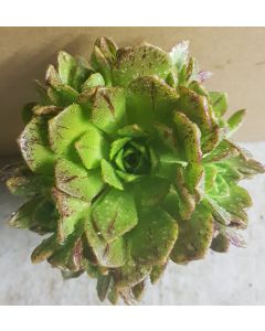 Aeonium haworthii (De semis) / Aéonium haworthii