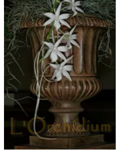 Aerangis articulata / Orchidée à fleur étoilée